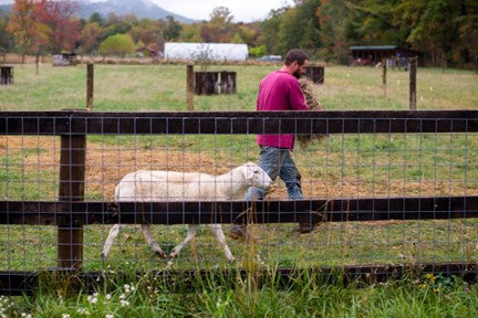 Preparing for the Next Great Recession with Homesteading